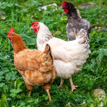 CURE-AYURVEDA-MIRIBEL-SIMONCAVALIER-79